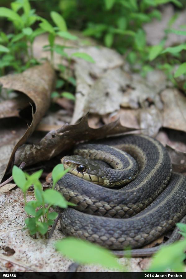 Eastern Gartersnake