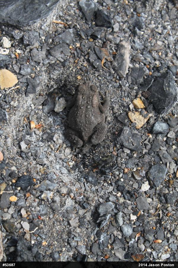 Eastern American Toad