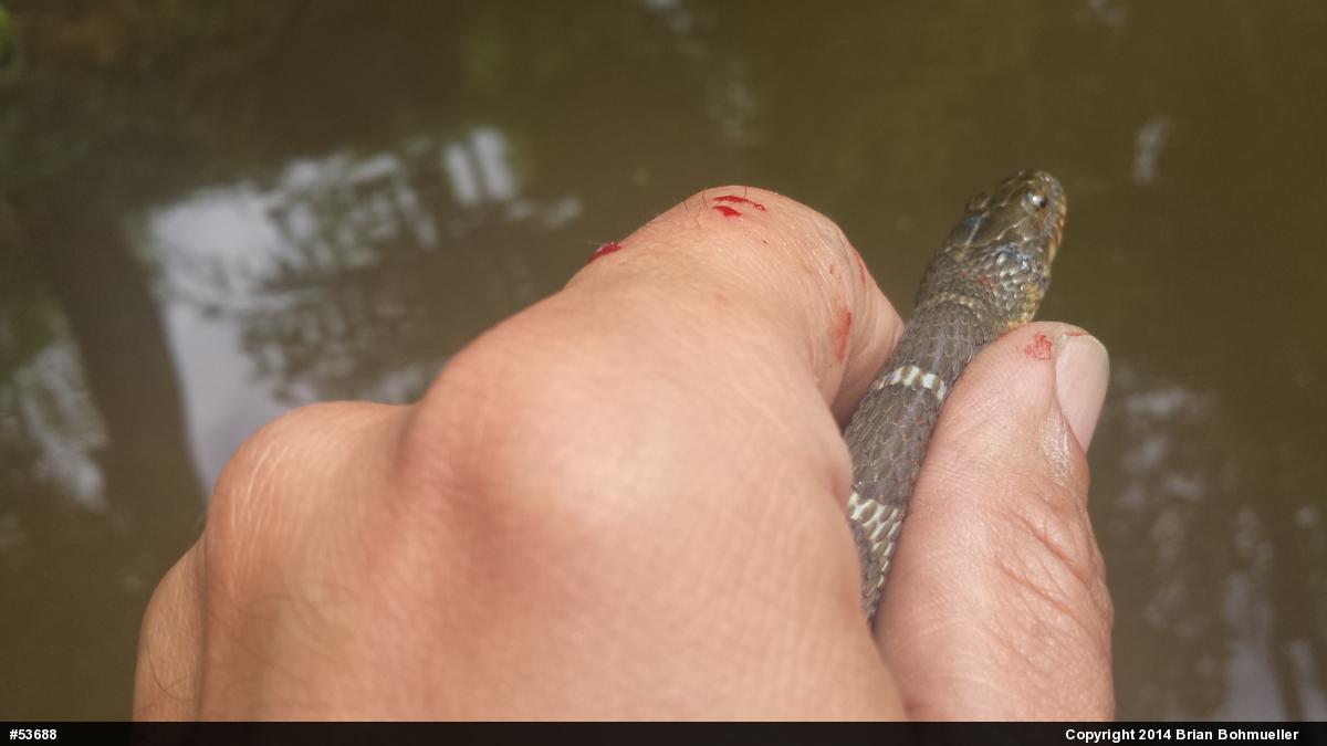 Northern Watersnake