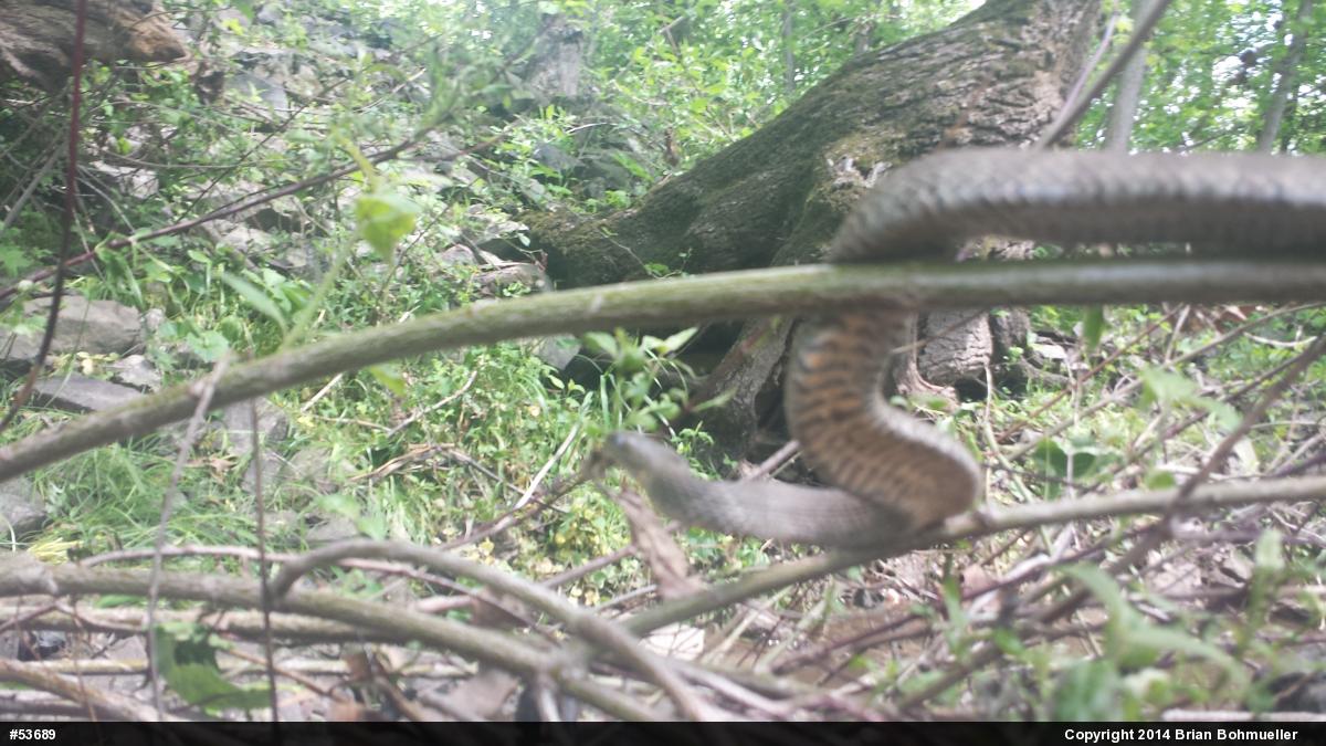 Northern Watersnake
