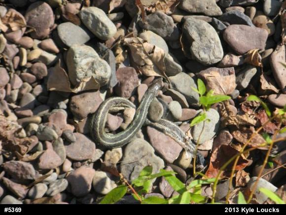 Eastern Gartersnake