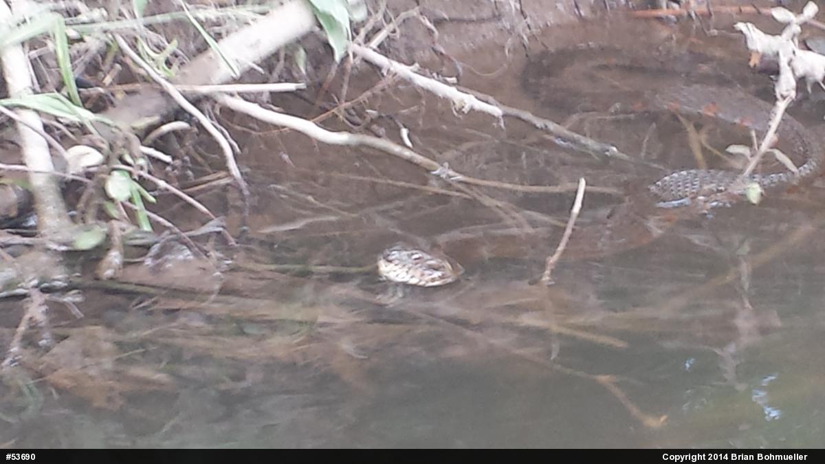Northern Watersnake