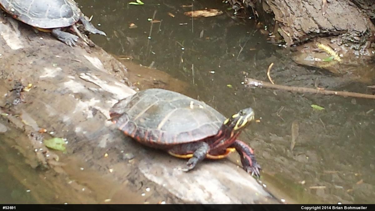 Eastern Painted Turtle