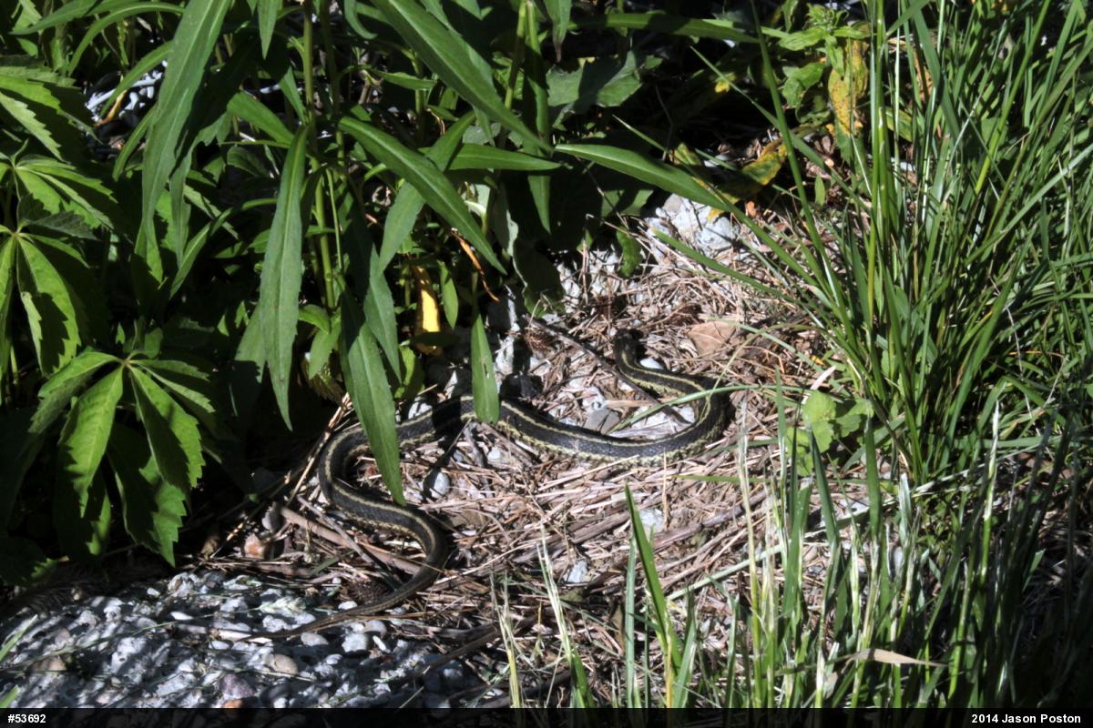 Eastern Gartersnake