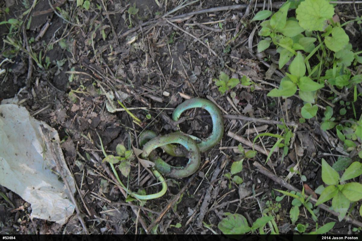 Smooth Greensnake