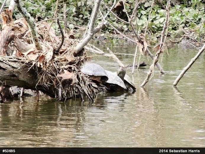 Northern Map Turtle