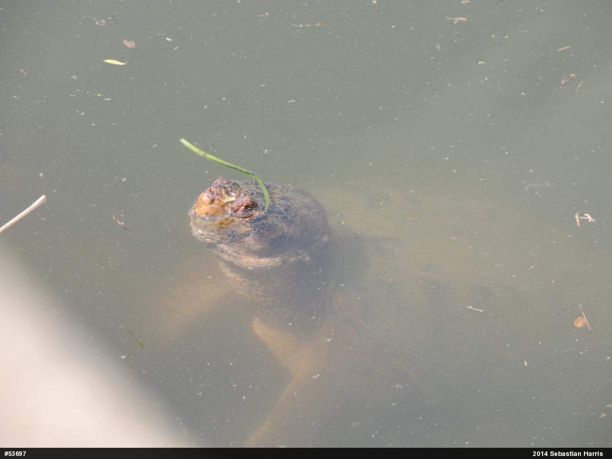 Snapping Turtle