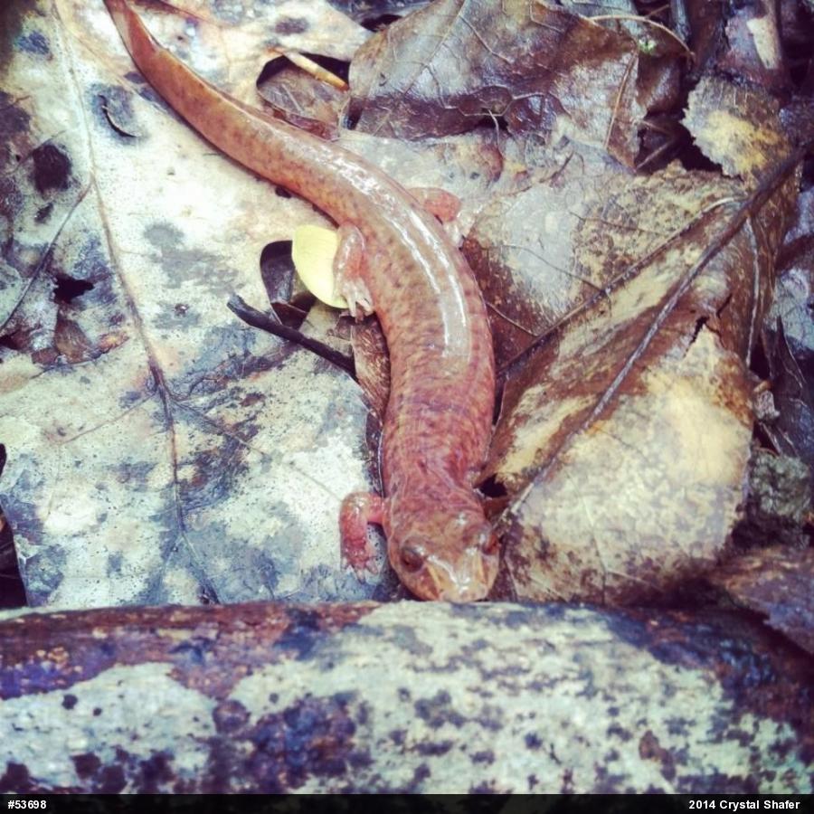 Northern Spring Salamander