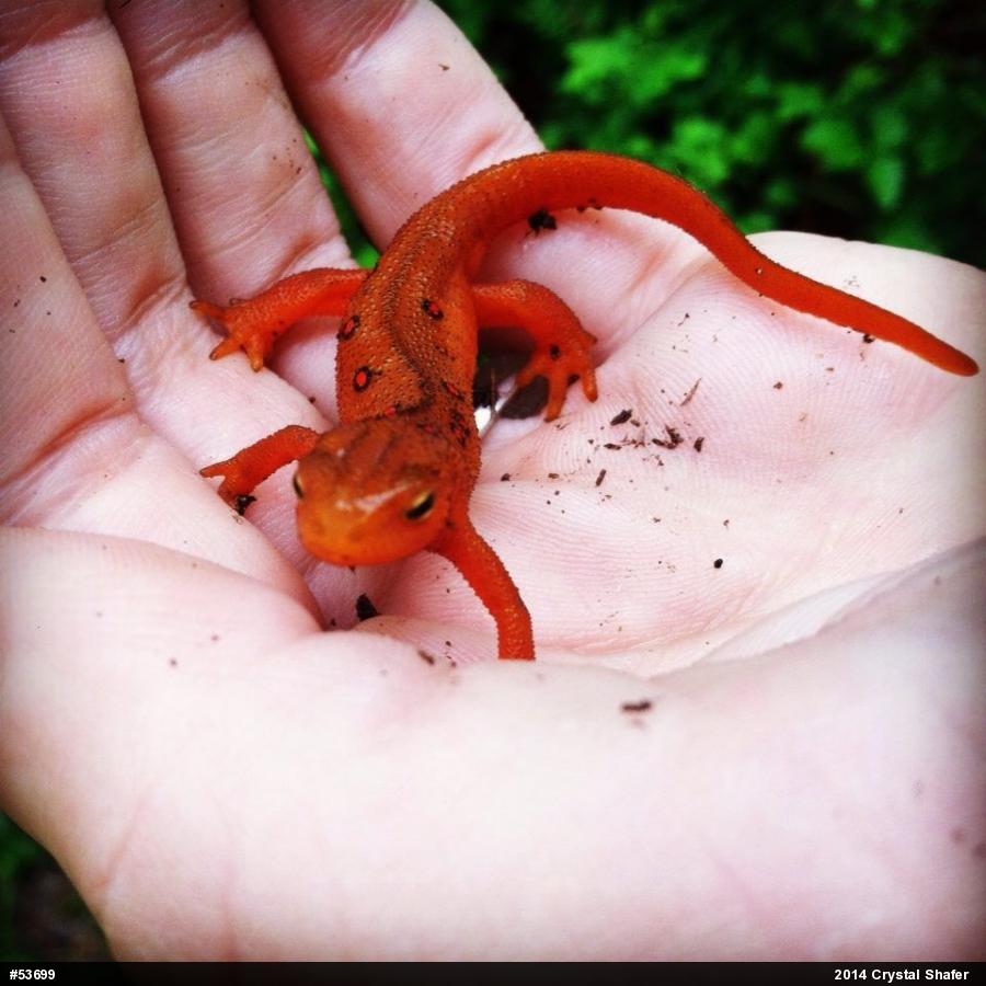 Red-spotted Newt