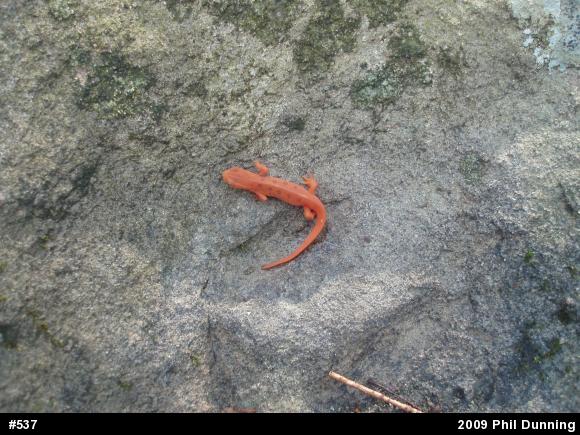 Red-spotted Newt