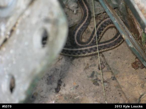 Eastern Gartersnake