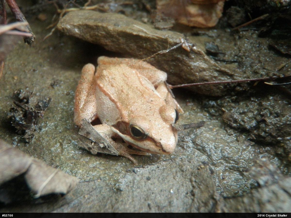 Wood Frog
