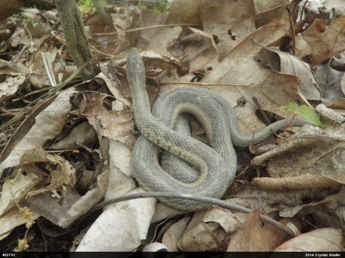 Eastern Gartersnake