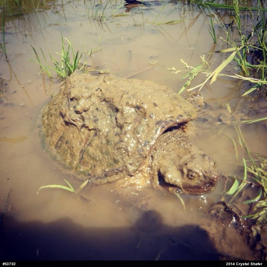 Snapping Turtle