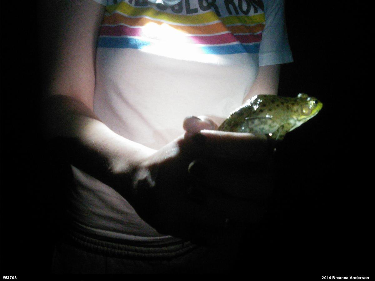 American Bullfrog