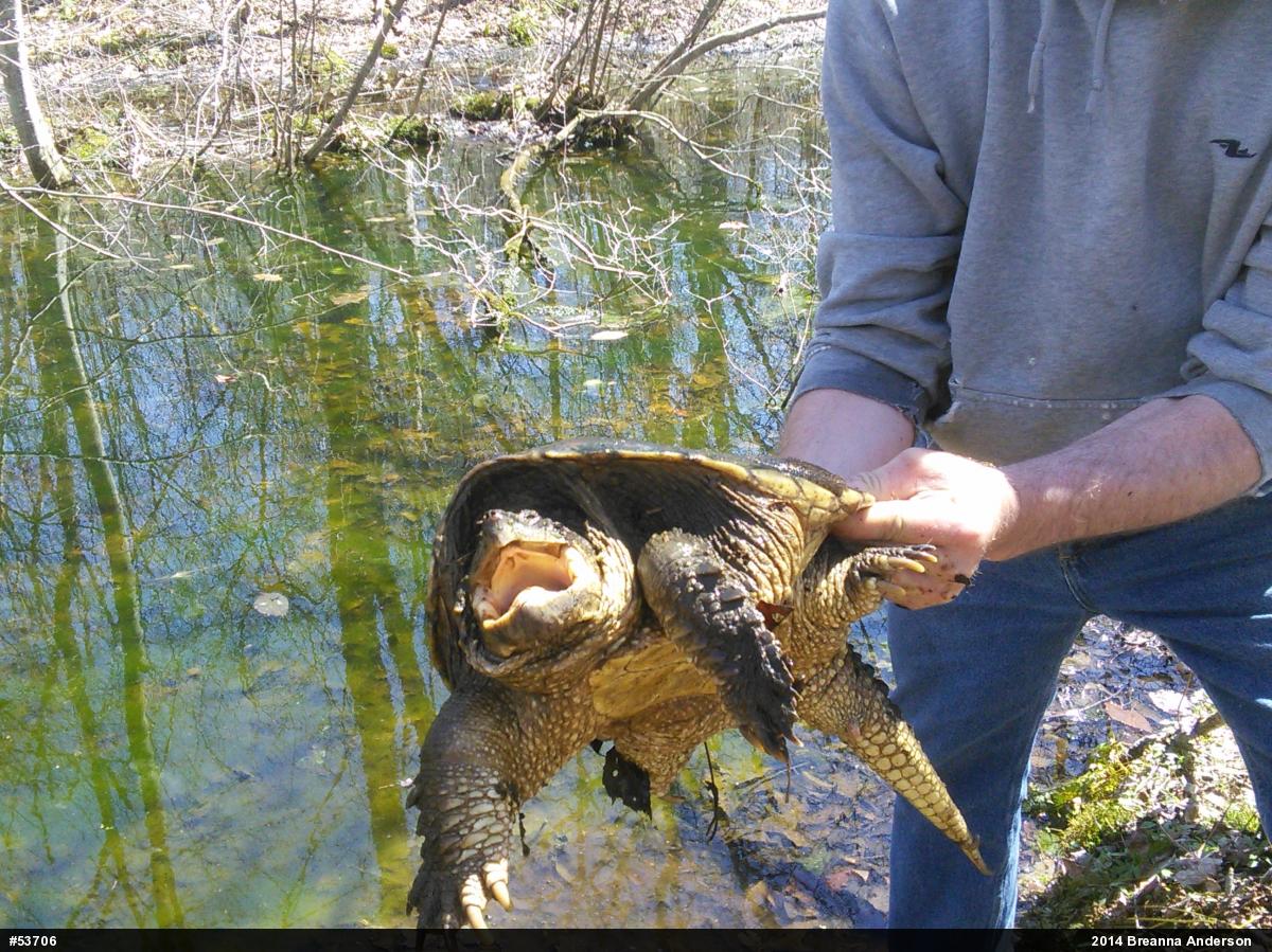 Snapping Turtle