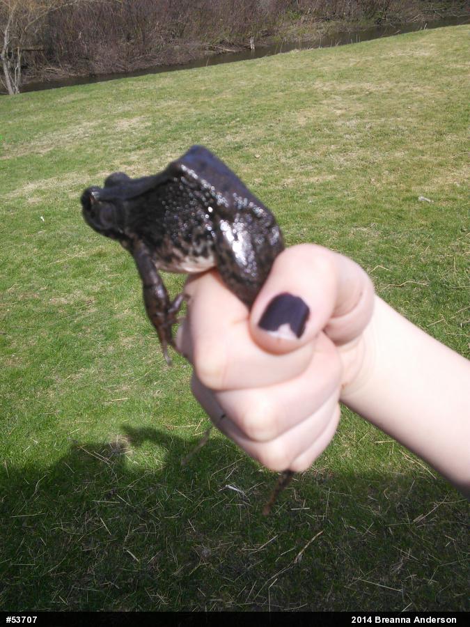 Green Frog