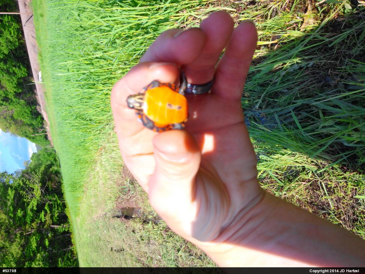 Eastern Painted Turtle