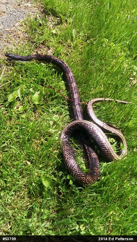 Eastern Ratsnake