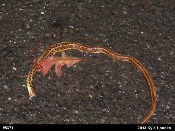 Eastern Gartersnake