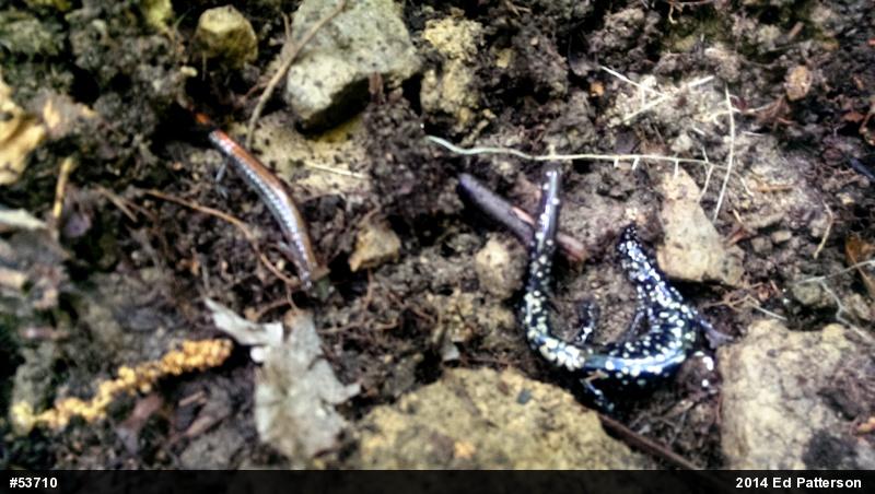 Eastern Red-backed  Salamander