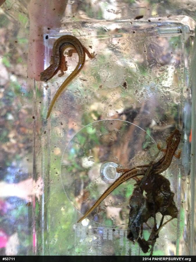 Northern Two-lined Salamander