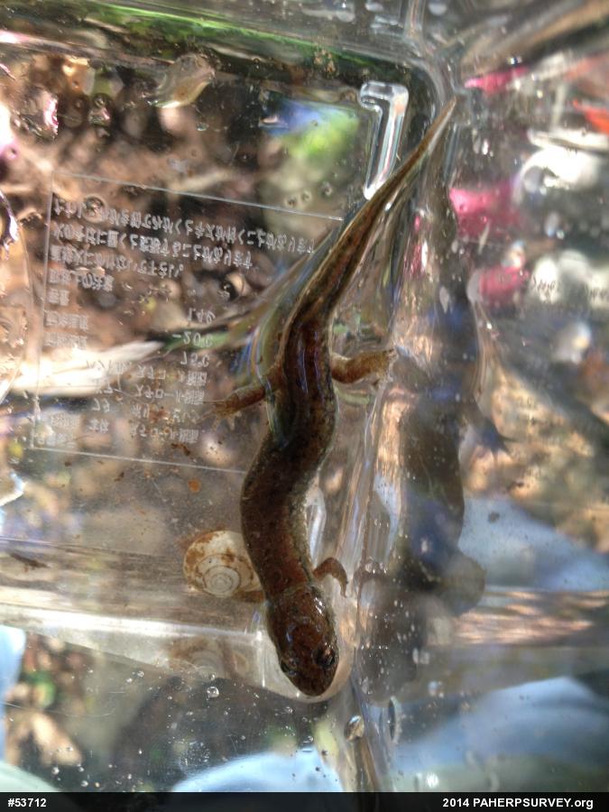 Northern Dusky Salamander