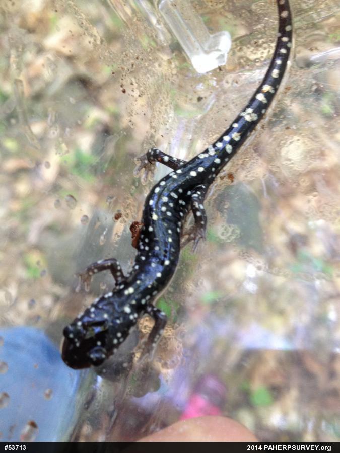 Northern Slimy Salamander