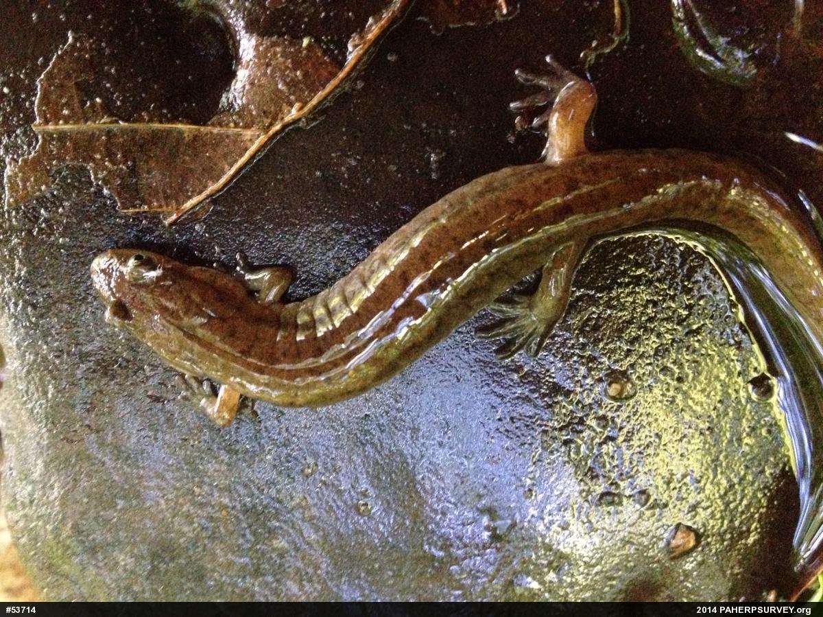 Northern Dusky Salamander