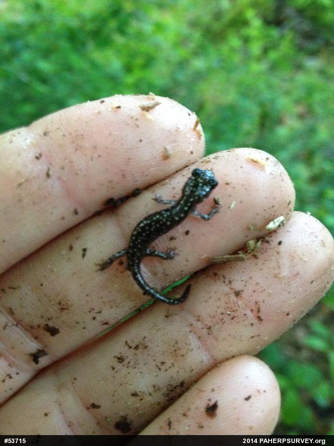 Northern Slimy Salamander