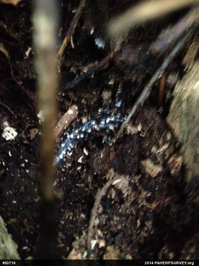 Northern Slimy Salamander