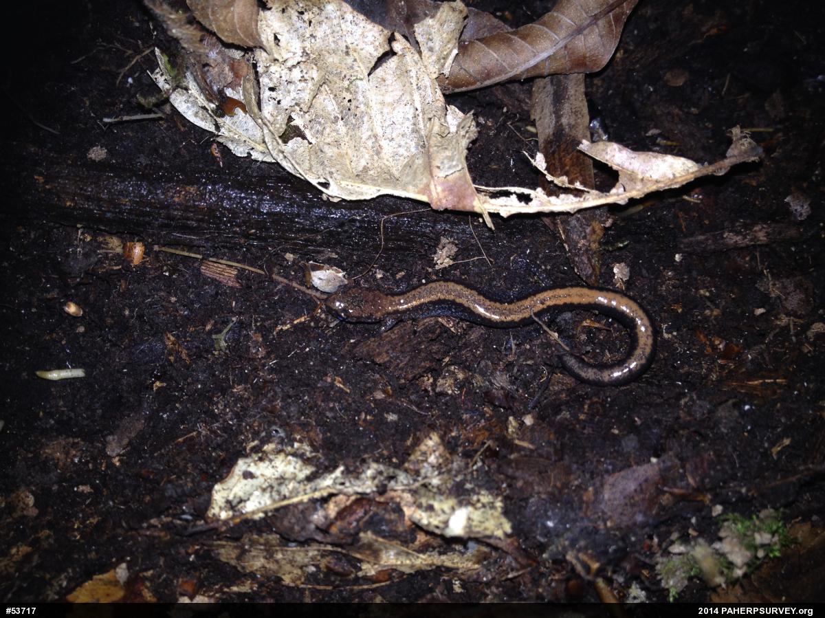 Eastern Red-backed  Salamander