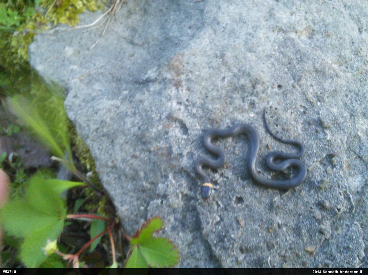 Northern Ring-necked Snake