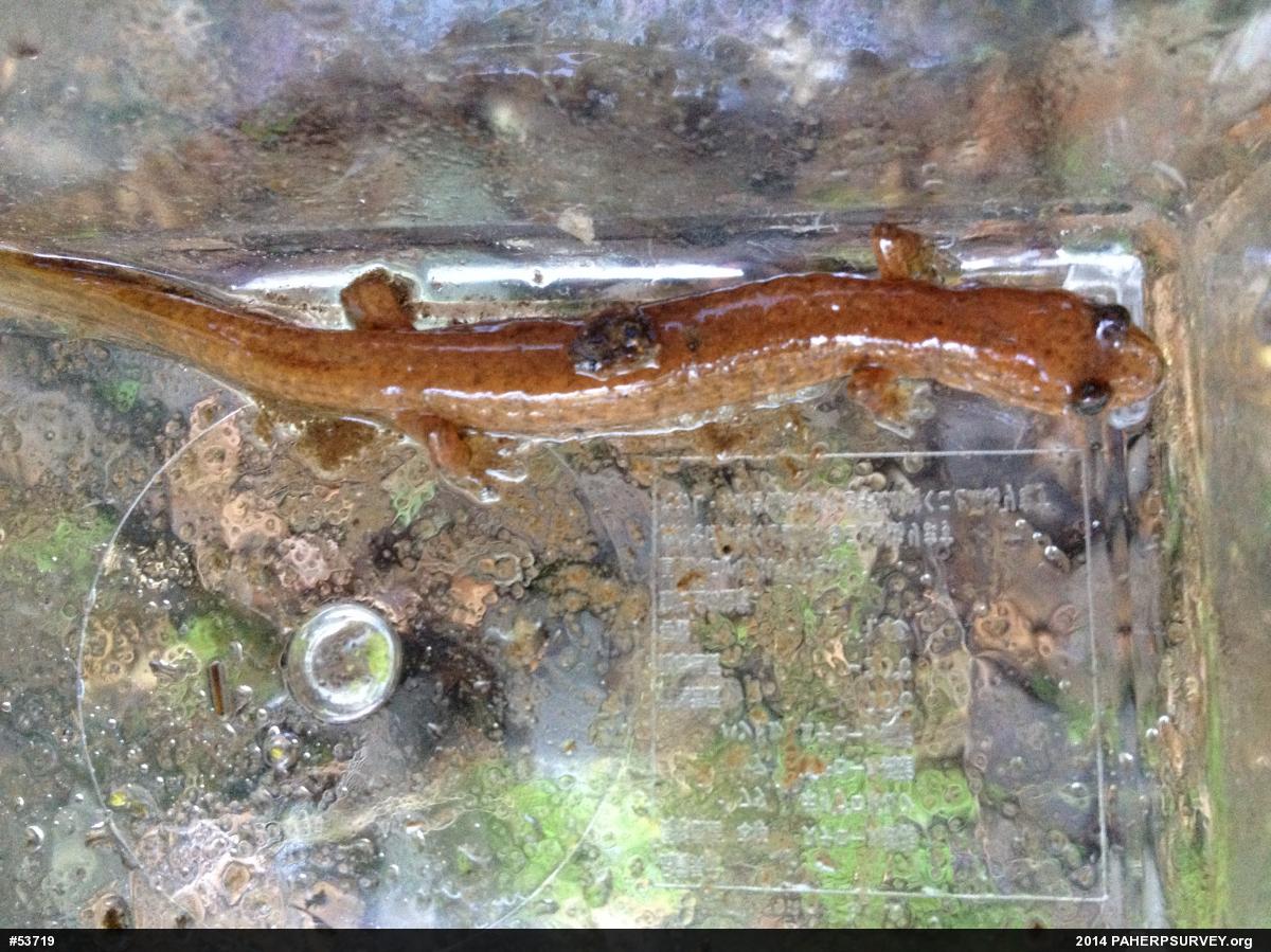 Northern Spring Salamander