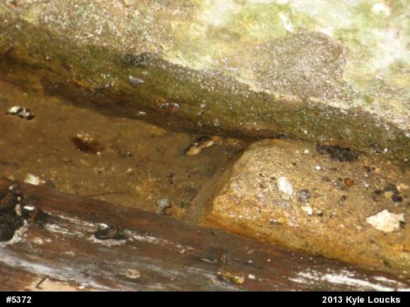 Eastern Gartersnake
