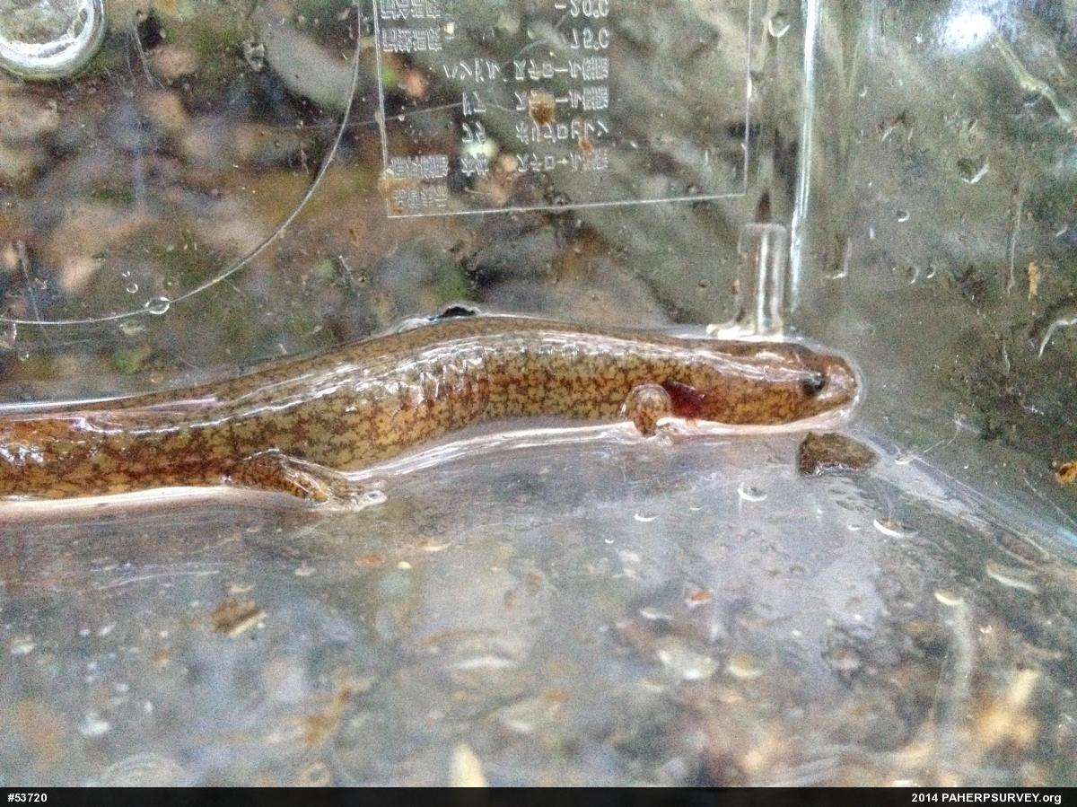 Northern Spring Salamander