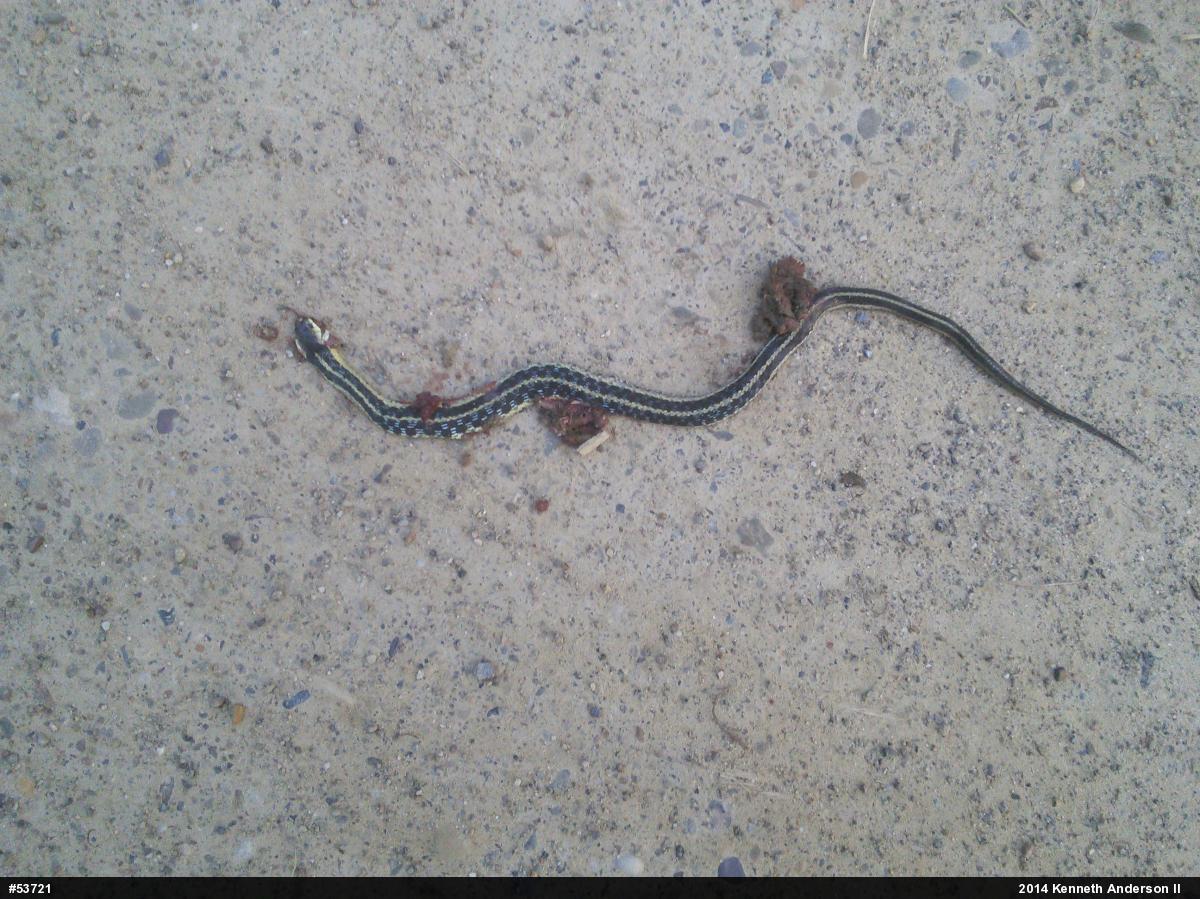 Eastern Gartersnake