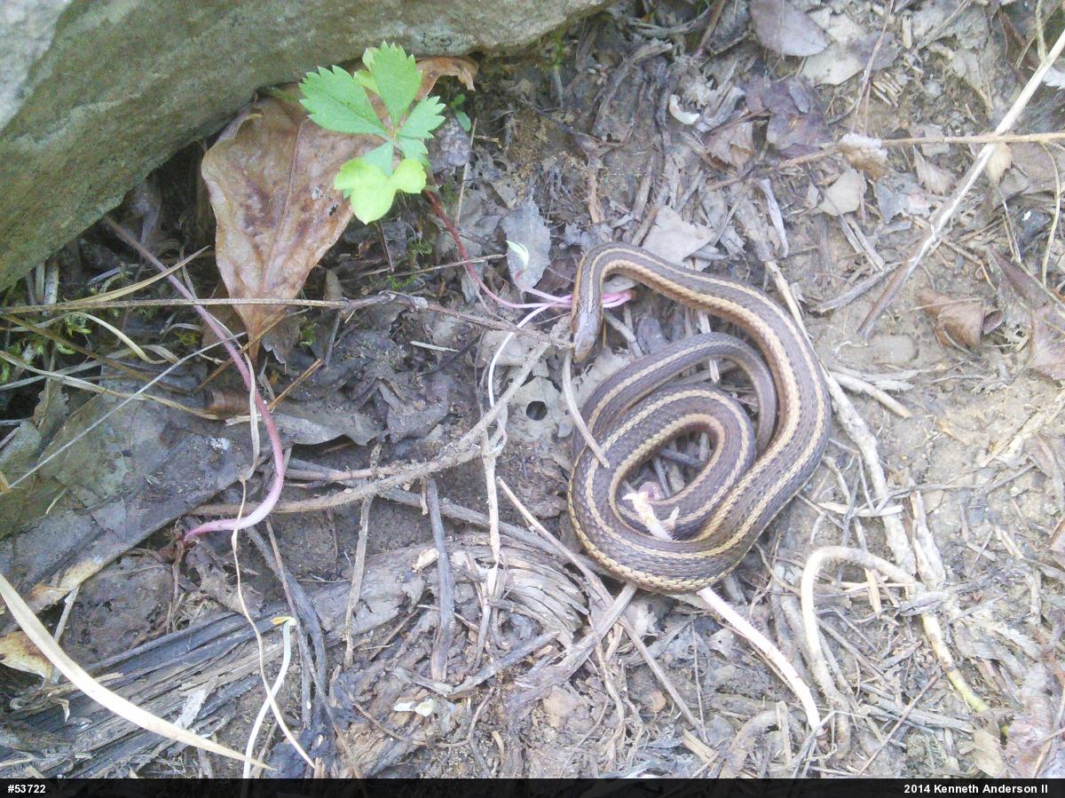 Shorthead Gartersnake