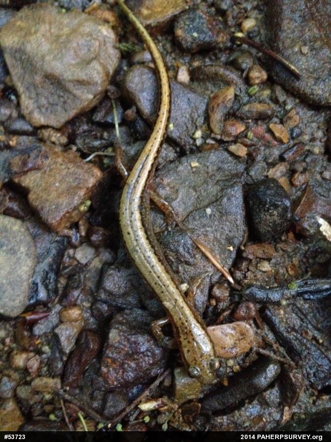 Northern Two-lined Salamander
