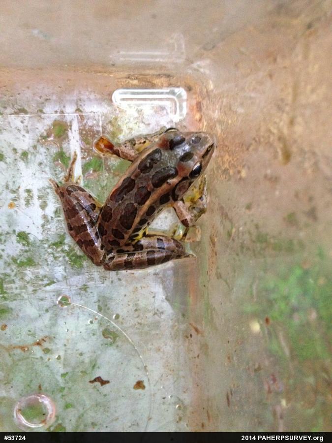 Pickerel Frog