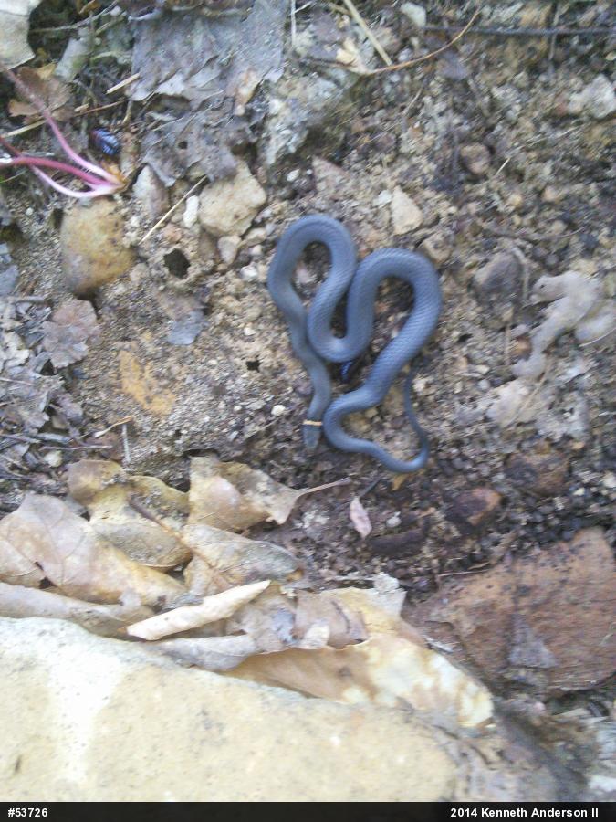 Northern Ring-necked Snake