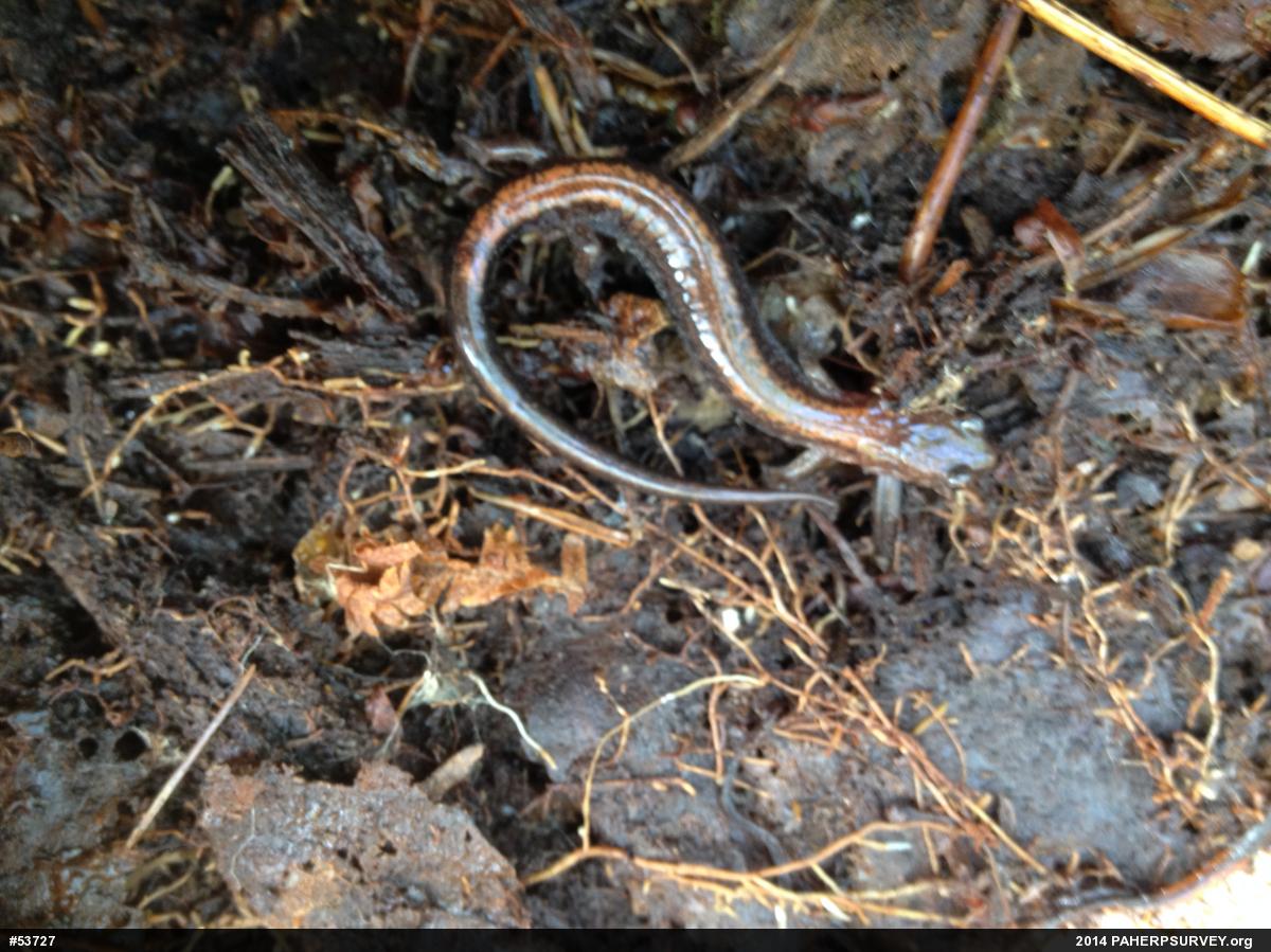 Eastern Red-backed  Salamander