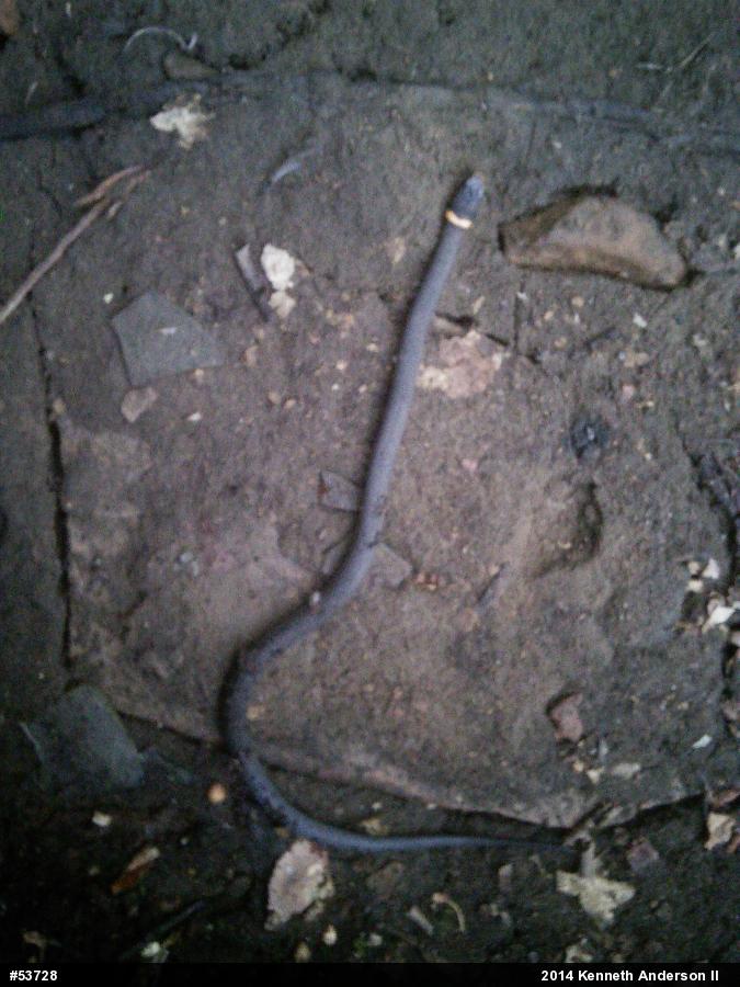 Northern Ring-necked Snake