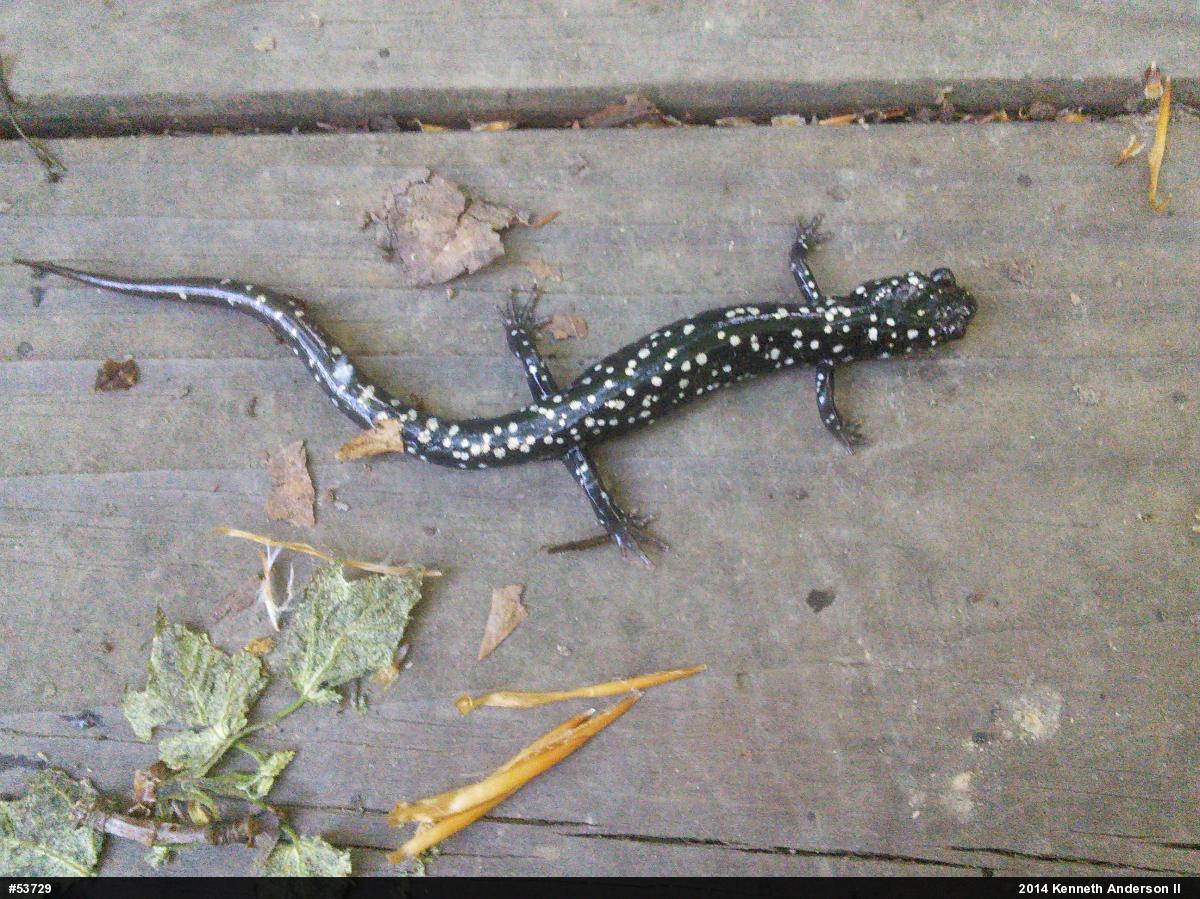 Northern Slimy Salamander