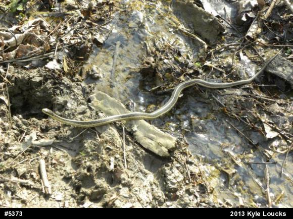 Eastern Gartersnake