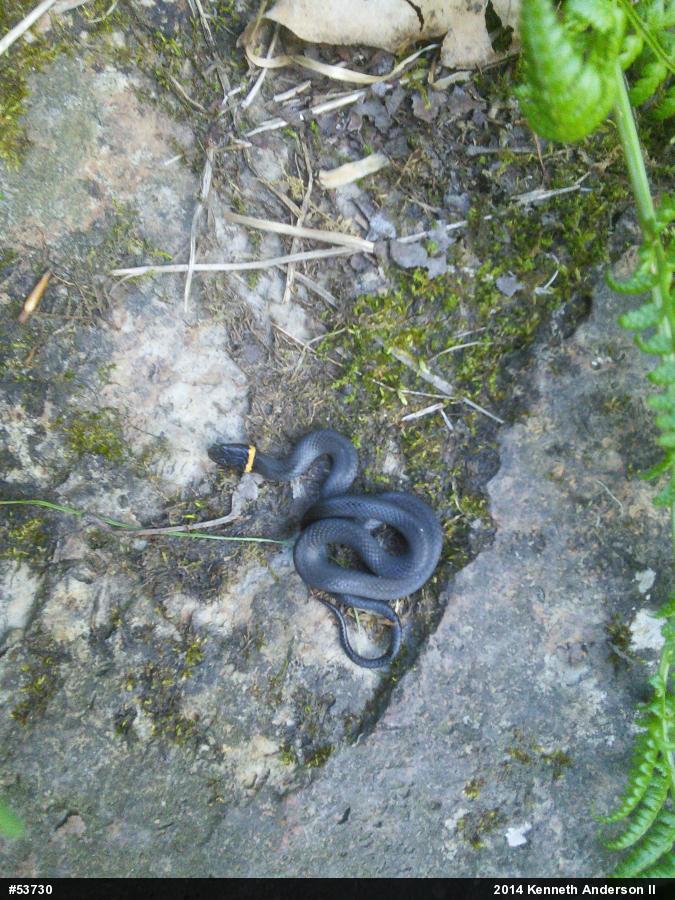 Northern Ring-necked Snake