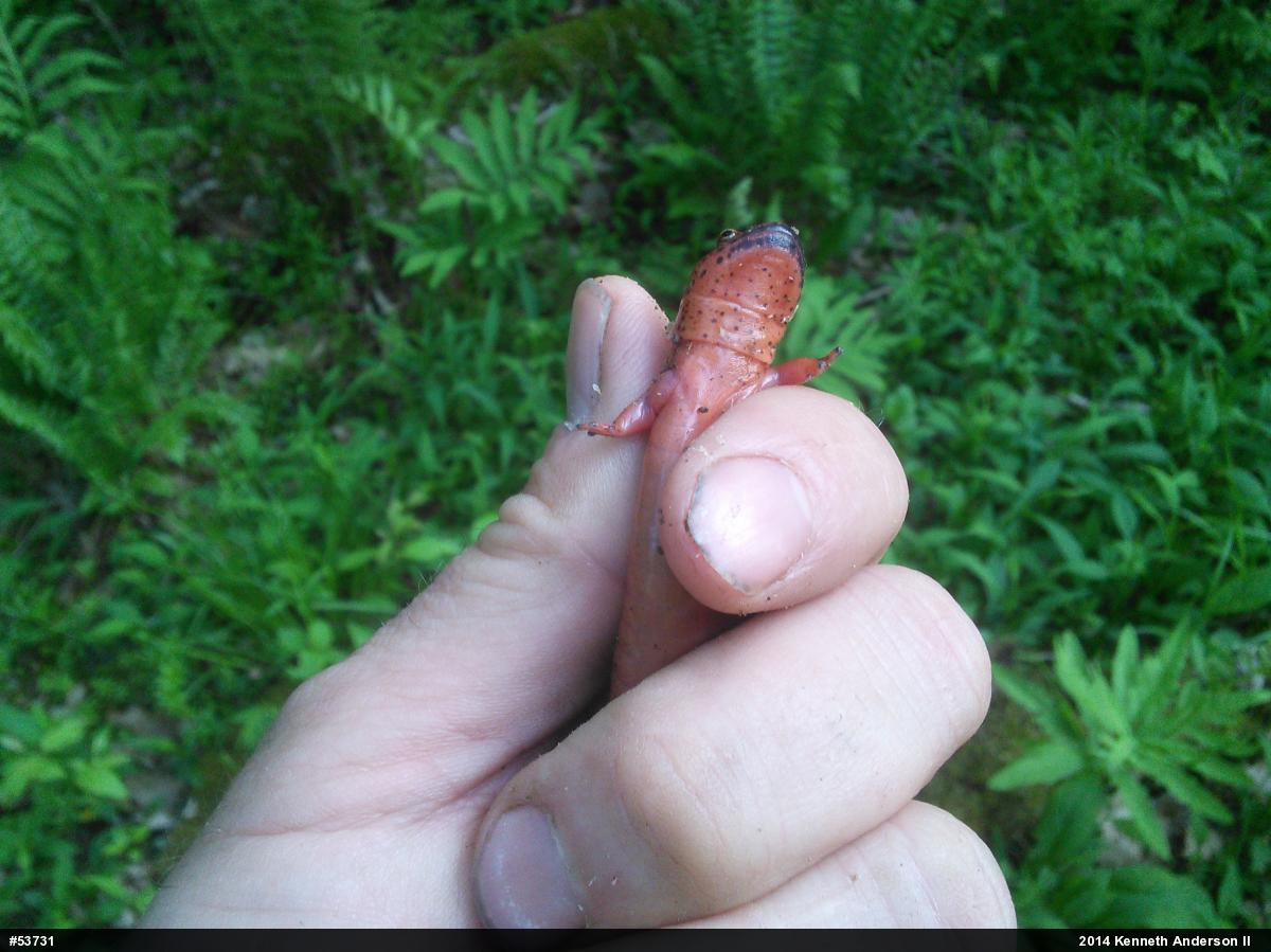 Northern Red Salamander