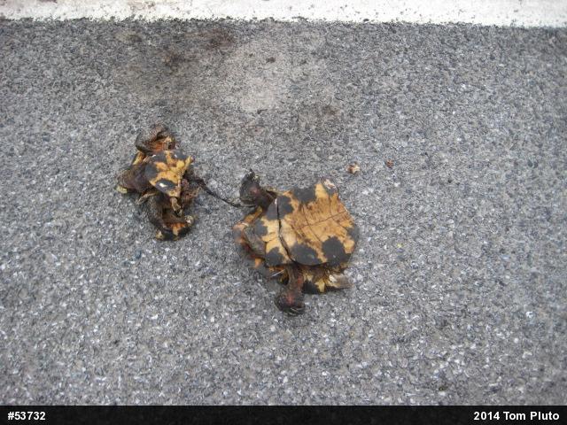 Wood Turtle
