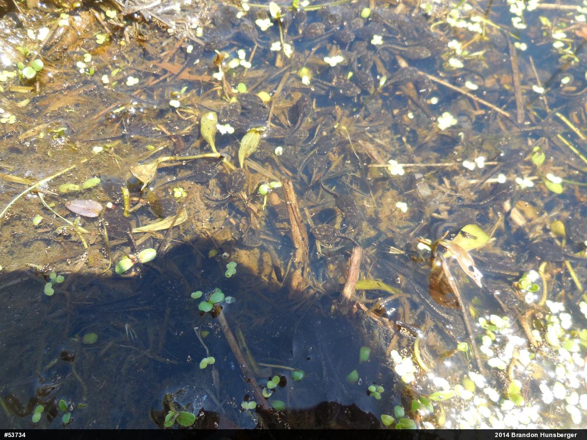 Eastern American Toad