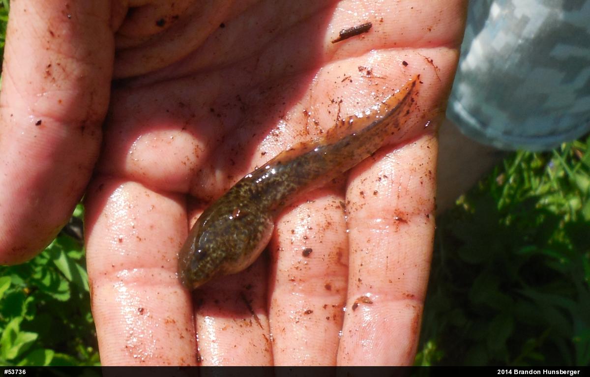 American Bullfrog